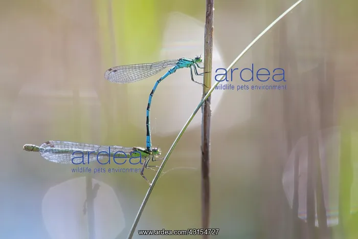 : Northern Damselfly : Northern Damselfly