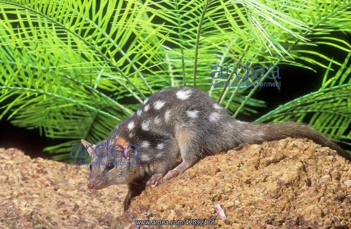 : Northern DASYURUS / Quoll : Northern DASYURUS / Quoll