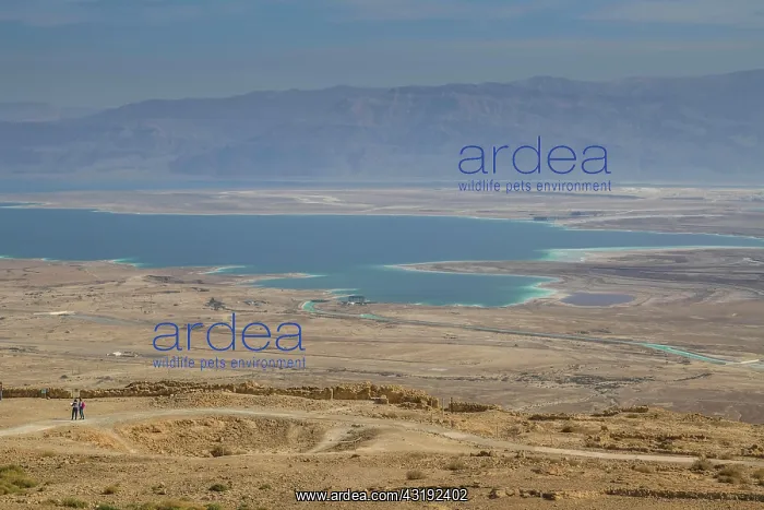 : Northern Dead Sea between Ein Gedi and En Bokek : Northern Dead Sea between Ein Gedi and En Bokek