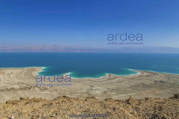 : Northern Dead Sea near Mitzpe Shalem, Israel, Asia : Northern Dead Sea near Mitzpe Shalem, Israel, Asia