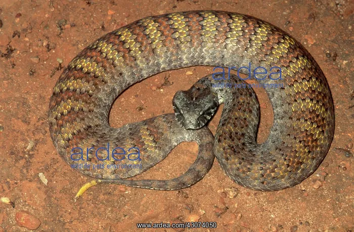  : Northern Death Adder
