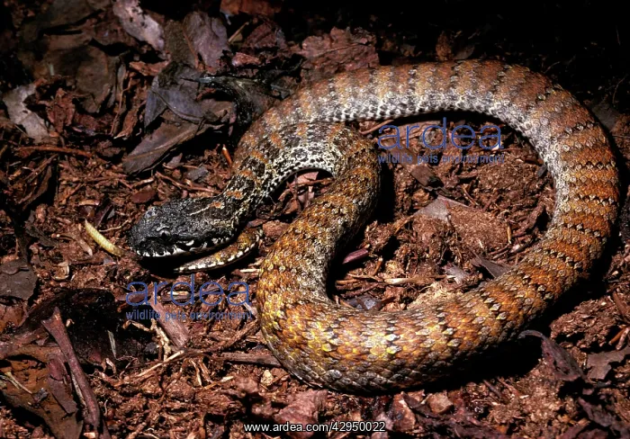 : Northern death adder - wags its tail imitating : Northern death adder - wags its tail imitating