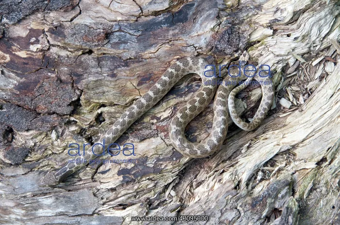 : Northern Desert Nightsnake : Northern Desert Nightsnake