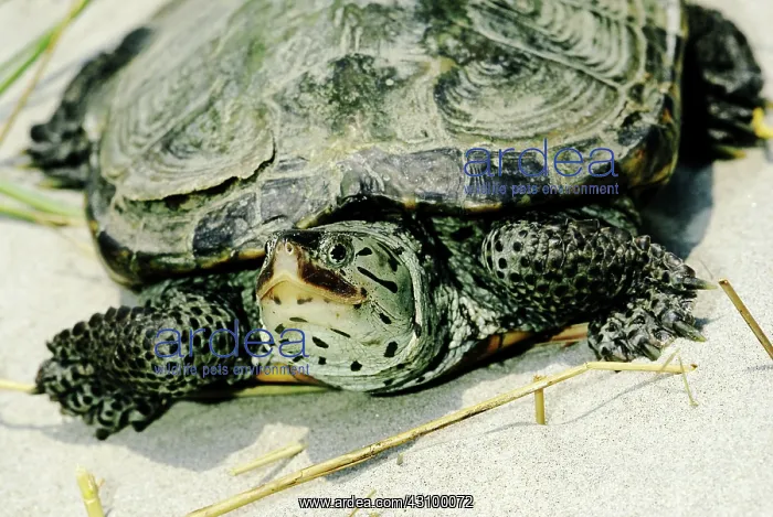 : Northern Diamondback Terrapin : Northern Diamondback Terrapin
