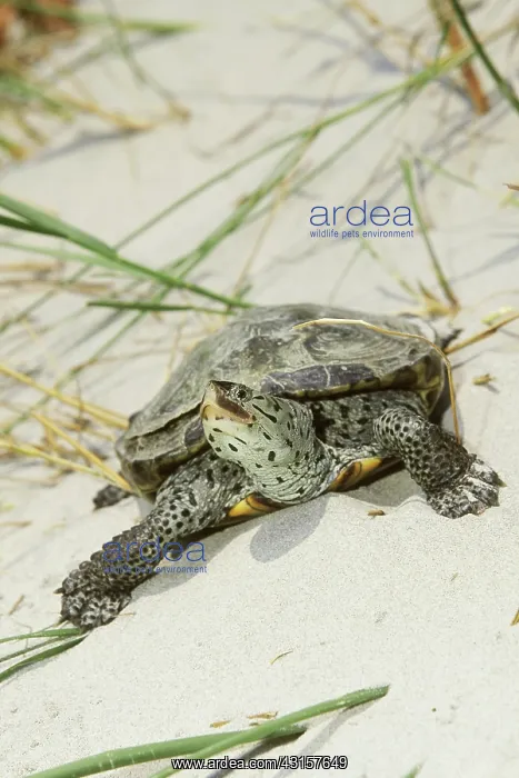 : Northern Diamondback Terrapin : Northern Diamondback Terrapin