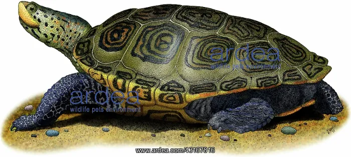 : Northern Diamondback Terrapin : Northern Diamondback Terrapin