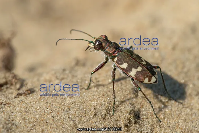 : Northern Dune Tiger Beetle : Northern Dune Tiger Beetle
