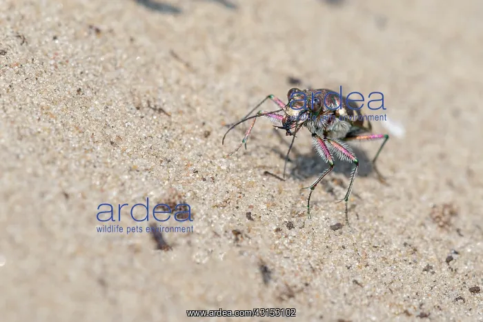 : Northern Dune Tiger Beetle : Northern Dune Tiger Beetle