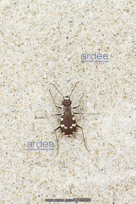 : Northern Dune Tiger Beetle : Northern Dune Tiger Beetle