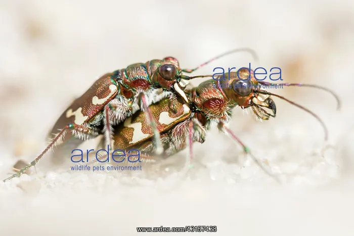 : Northern Dune Tiger Beetle : Northern Dune Tiger Beetle