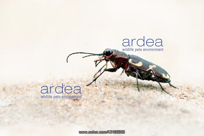 : Northern Dune Tiger Beetle : Northern Dune Tiger Beetle