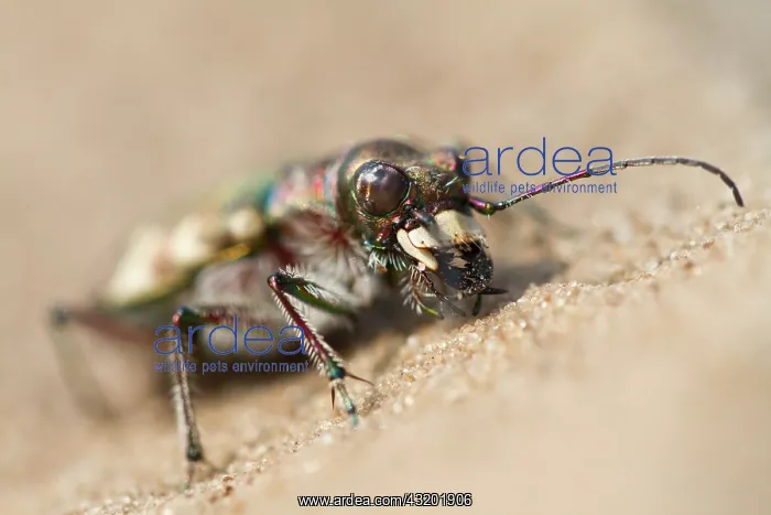 : Northern Dune Tiger Beetle : Northern Dune Tiger Beetle