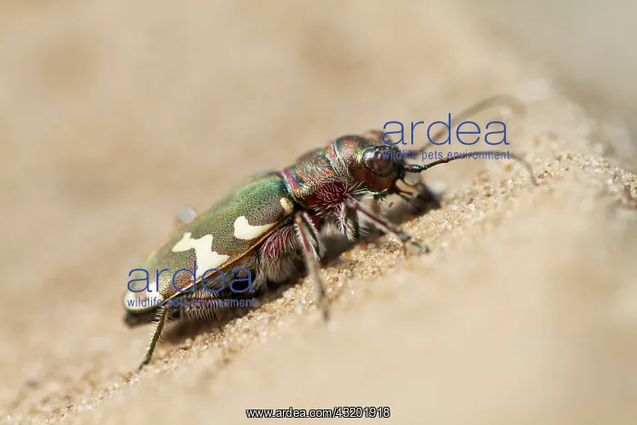 : Northern Dune Tiger Beetle : Northern Dune Tiger Beetle