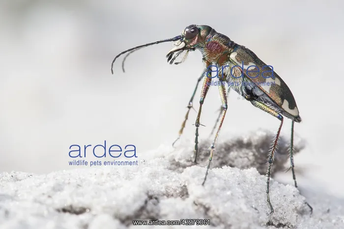 : Northern Dune Tiger Beetle (Cicindela hybrida) : Northern Dune Tiger Beetle (Cicindela hybrida)