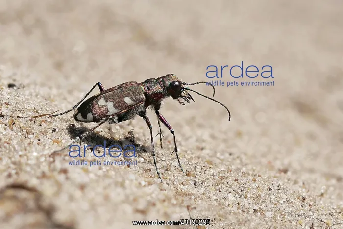 : Northern dune tiger beetle (Cicindela hybrida) running : Northern dune tiger beetle (Cicindela hybrida) running