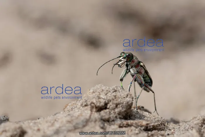 : Northern dune tiger beetle (Cicindela hybrida) secures : Northern dune tiger beetle (Cicindela hybrida) secures