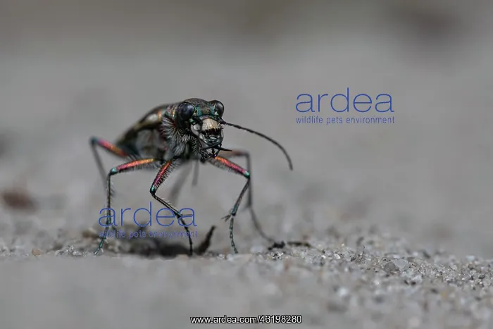 : Northern dune tiger beetle (Cicindela hybrida) waits : Northern dune tiger beetle (Cicindela hybrida) waits