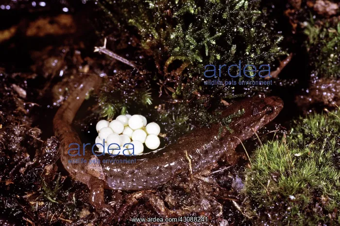 : Northern Dusky Salamander with Eggs : Northern Dusky Salamander with Eggs