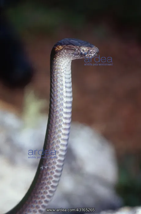: Northern Dwarf Crowned Snake : Northern Dwarf Crowned Snake
