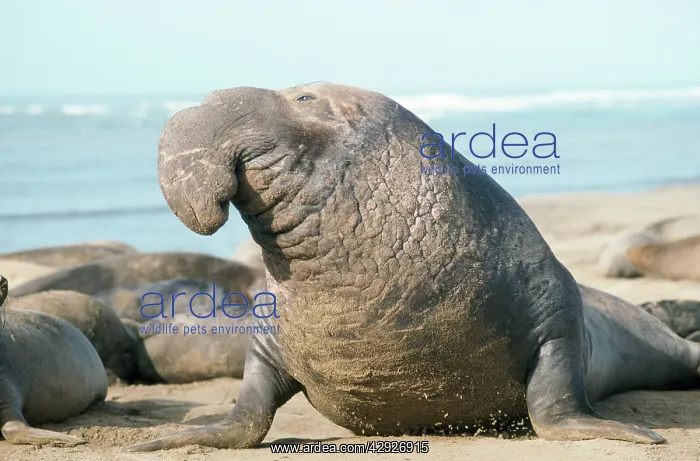 : Northern Elephant Seal : Northern Elephant Seal