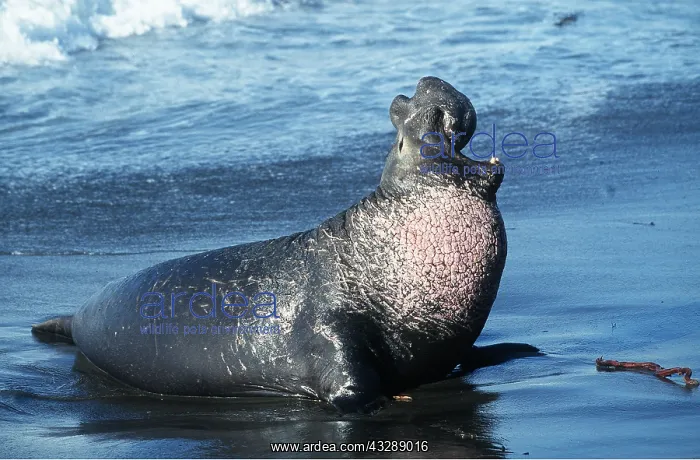  : NORTHERN ELEPHANT SEAL - adult male