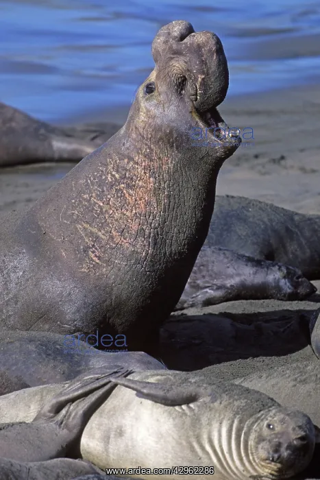 : Northern Elephant Seal - adult male on the beach : Northern Elephant Seal - adult male on the beach