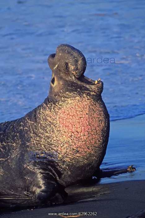 : Northern Elephant Seal - adult male bellowing on : Northern Elephant Seal - adult male bellowing on