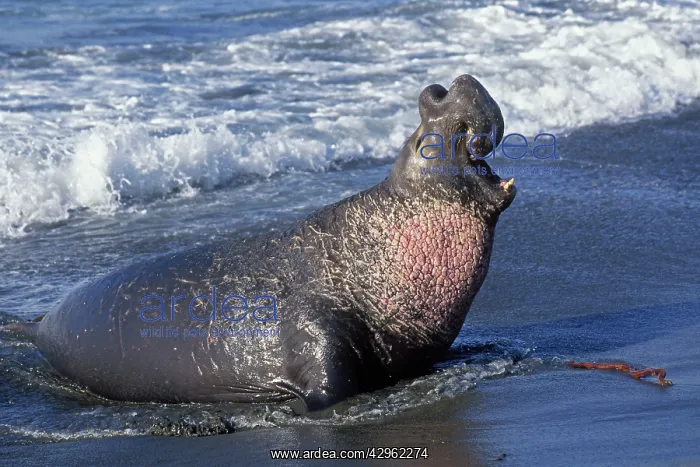 : Northern Elephant Seal - adult male bellowing on : Northern Elephant Seal - adult male bellowing on