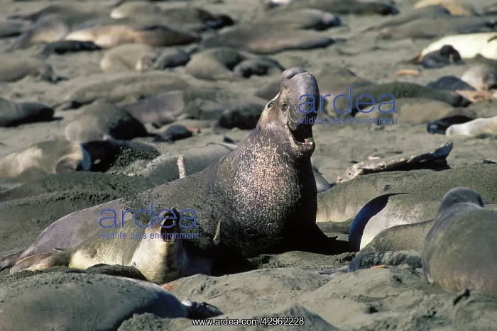 : Northern Elephant Seal - adult male among females : Northern Elephant Seal - adult male among females