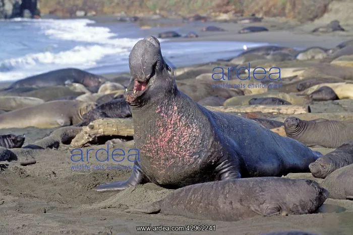 : Northern Elephant Seal - adult male among females : Northern Elephant Seal - adult male among females