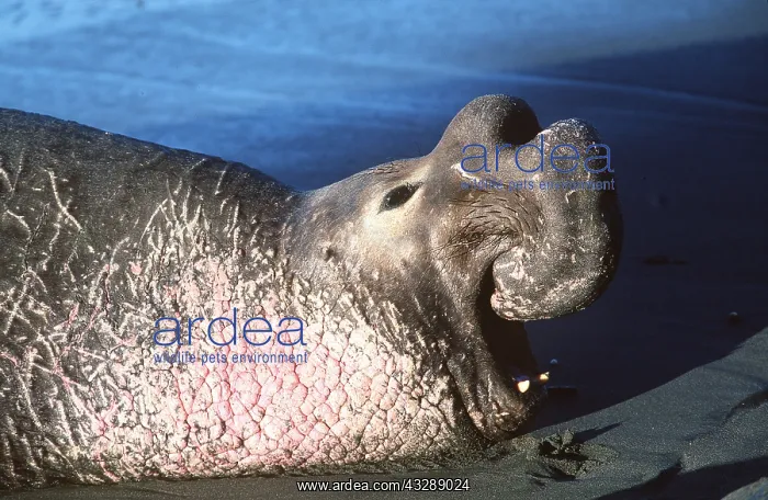 : Northern Elephant SEAL - adult male roaring : Northern Elephant SEAL - adult male roaring