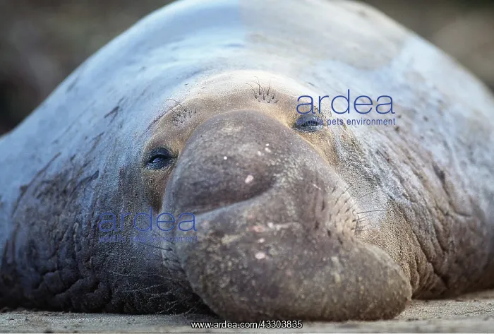 : Northern Elephant SEAL - close-up of face relaxing : Northern Elephant SEAL - close-up of face relaxing