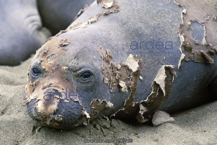 : Northern Elephant Seal - female moulting : Northern Elephant Seal - female moulting
