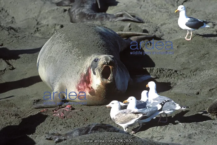 : Northern Elephant Seal - female trying to chase : Northern Elephant Seal - female trying to chase