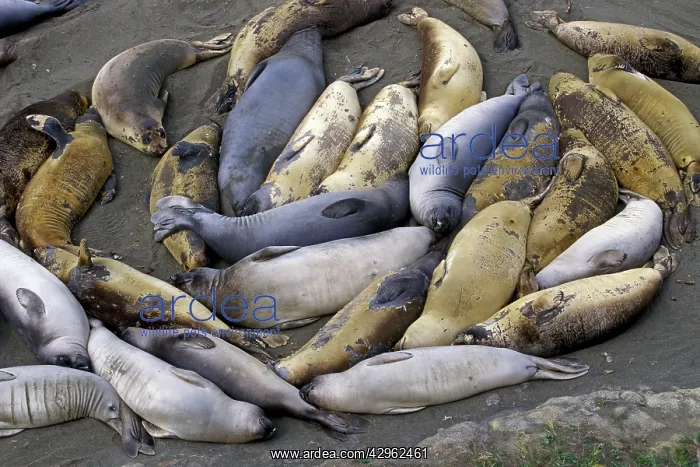 : Northern Elephant Seal - group of females and young : Northern Elephant Seal - group of females and young