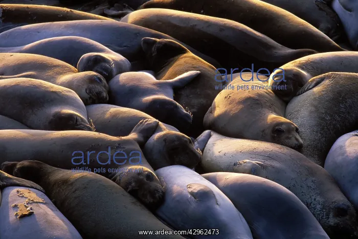 : Northern Elephant Seal - group of females and young : Northern Elephant Seal - group of females and young