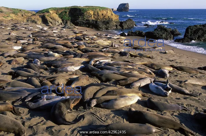 : Northern Elephant Seal - group of females and young : Northern Elephant Seal - group of females and young