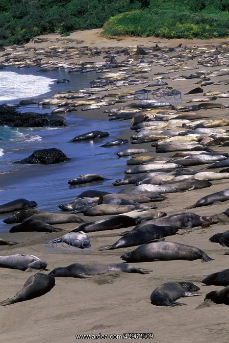 : Northern Elephant Seal - group of females and young : Northern Elephant Seal - group of females and young