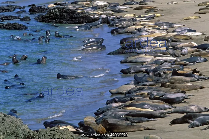 : Northern Elephant Seal - group of females and young : Northern Elephant Seal - group of females and young