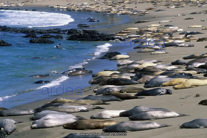 : Northern Elephant Seal - group of females and young : Northern Elephant Seal - group of females and young