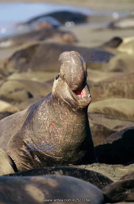 : Northern Elephant SEAL - Male, threatening rivals : Northern Elephant SEAL - Male, threatening rivals