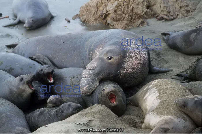 : Northern Elephant SEAL - male trying to mate : Northern Elephant SEAL - male trying to mate