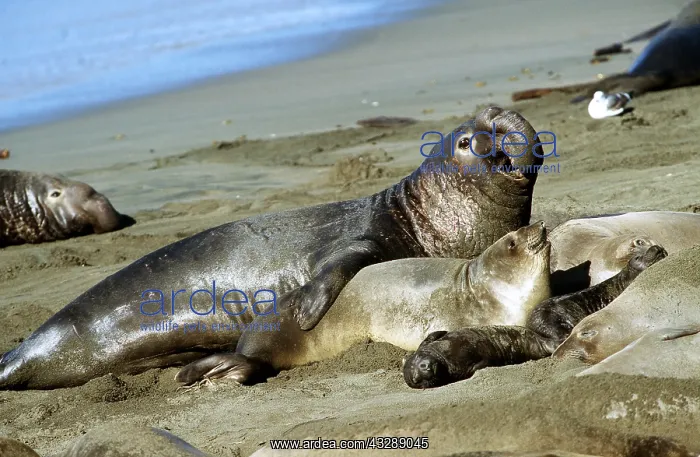 : Northern Elephant Seal - male trying to mate : Northern Elephant Seal - male trying to mate
