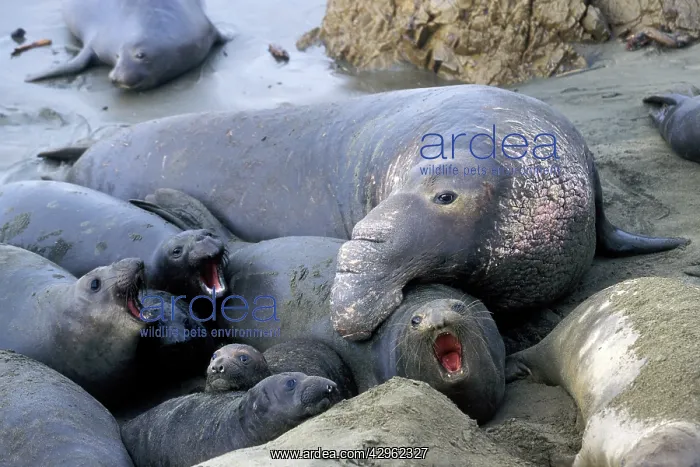 : Northern Elephant Seal - male trying to mate with female : Northern Elephant Seal - male trying to mate with female