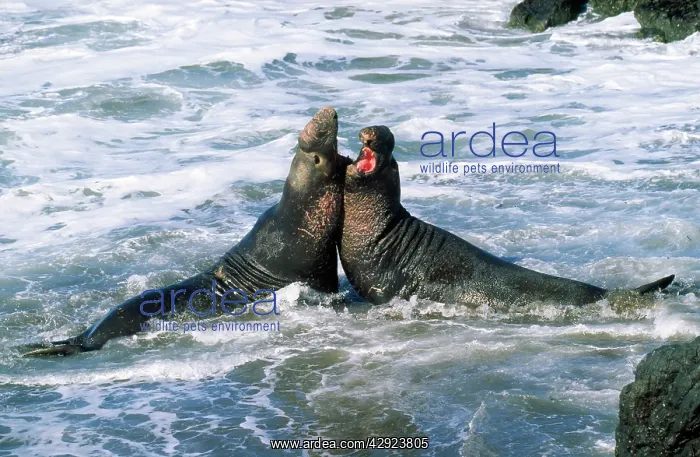 : Northern Elephant Seal - males fighting : Northern Elephant Seal - males fighting