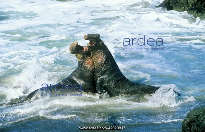 : Northern Elephant Seal - males fighting : Northern Elephant Seal - males fighting
