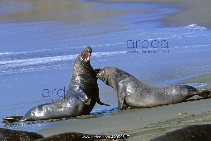 : Northern Elephant Seal - males fighting : Northern Elephant Seal - males fighting