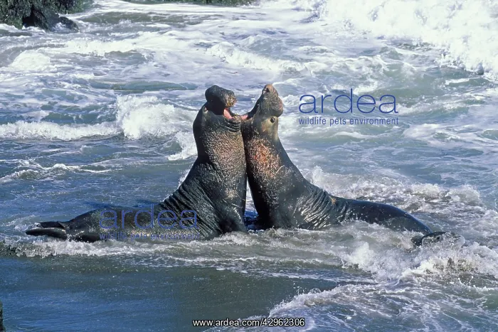 : Northern Elephant Seal - males fighting in the surf : Northern Elephant Seal - males fighting in the surf