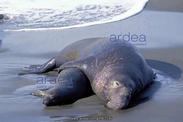 : Northern Elephant Seal - mating : Northern Elephant Seal - mating