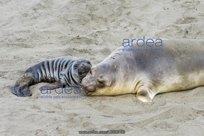  : Northern Elephant Seal (Mirounga angustirostris)